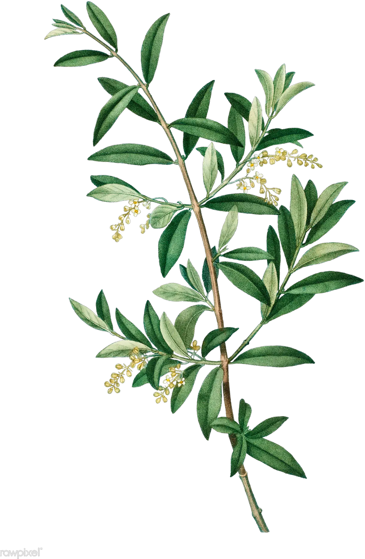 Green Olive Tree Olive Tree Branches Png Branch Transparent