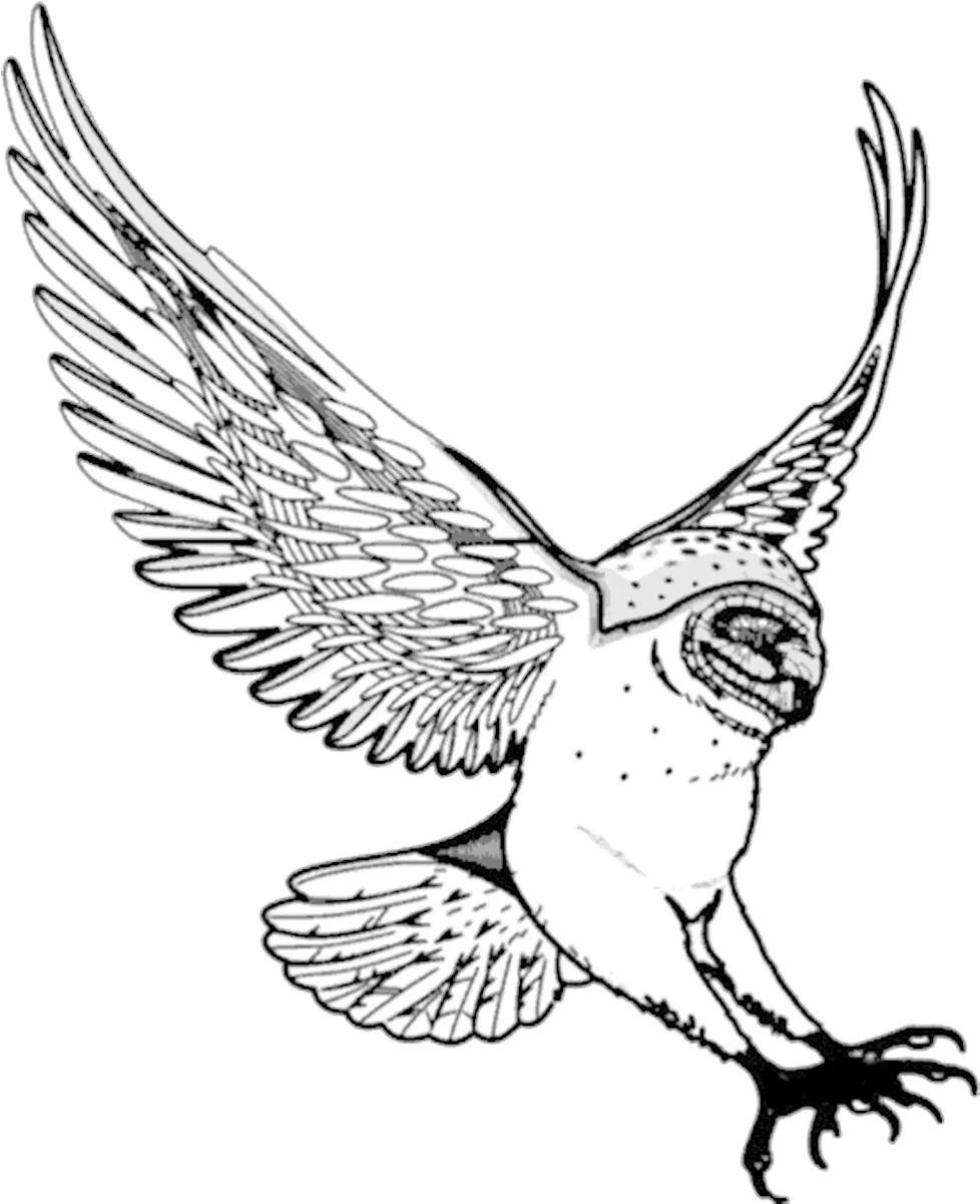 Barn Owl Swooping Drawn Flying Owl Png Barn Owl Png