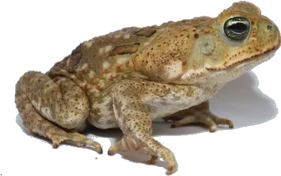 Hints And Tips Cane Toad Png Toad Transparent