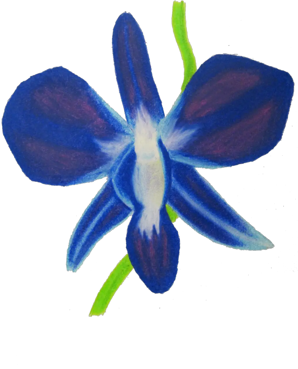 Orchid Clipart Blue Blue Orchids Drawing Png Orchid Png