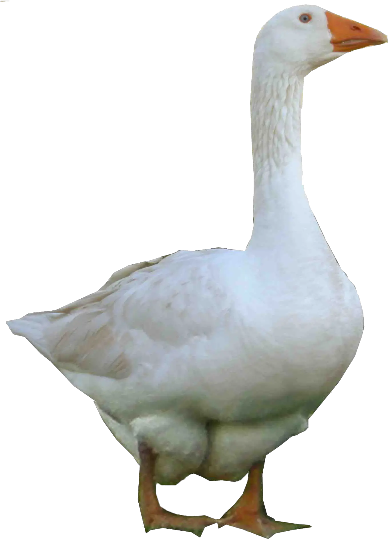 Png Images Transparent Free Download Goose Png Goose Transparent