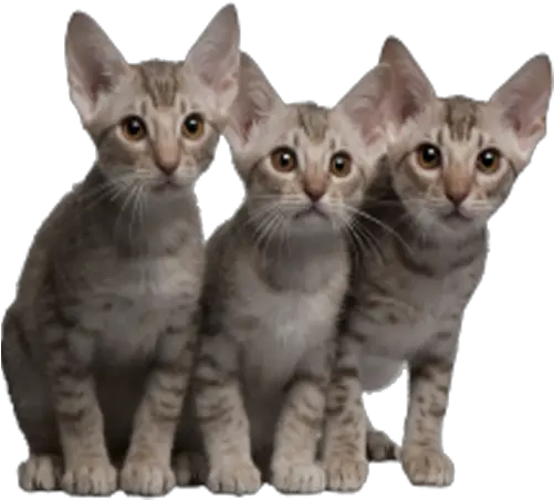 4 Cats Transparent Png Clipart Free Ocicat Cats Png