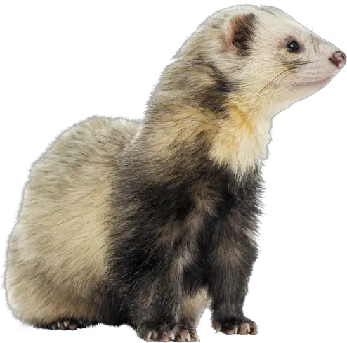 Ferrets Laboratoire Francodex Ferret Png Ferret Png