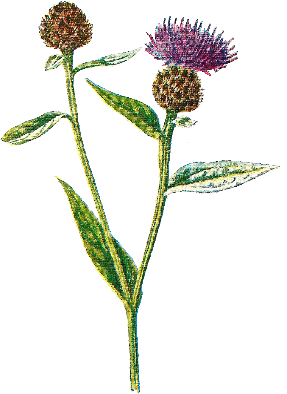 Download Digital Wildflower Artwork Drawings Downloads Png Knapweeds Wildflower Png