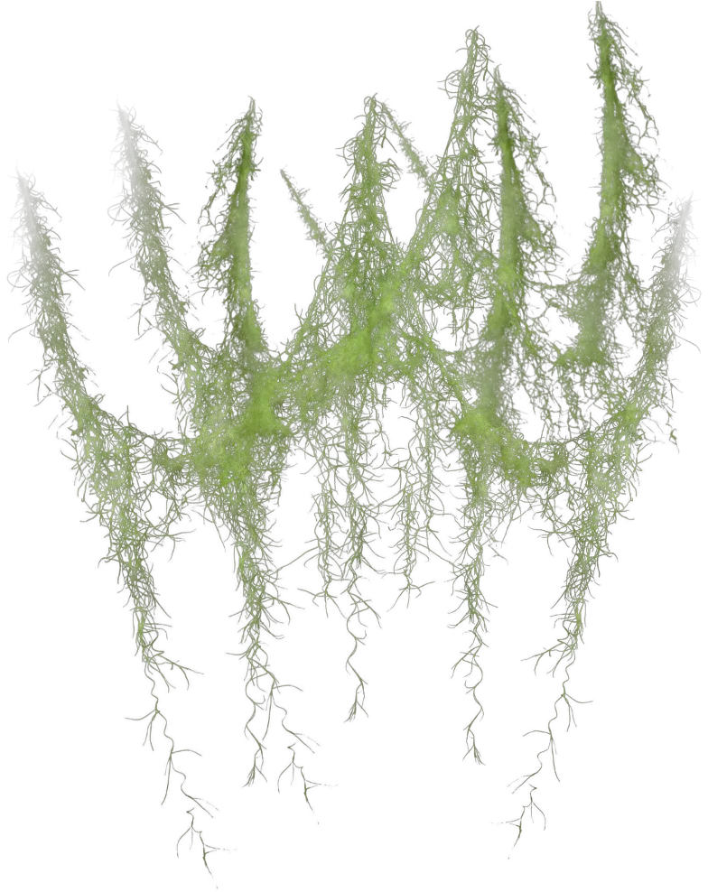 Hanging Moss Png Transparent Spanish Moss Png Moss Png