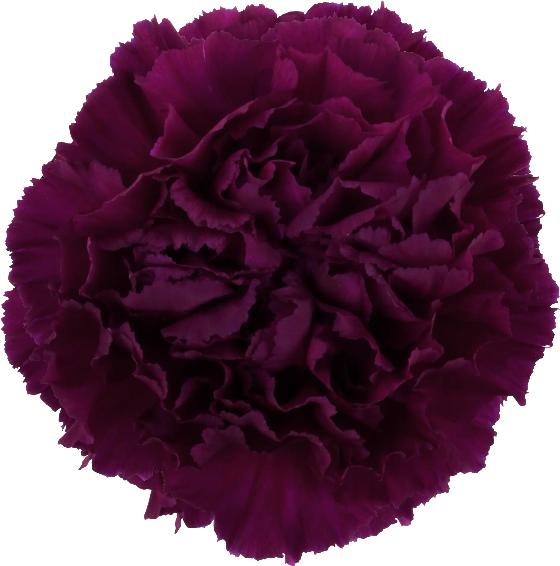 Golem Carnation Burgundy Carnation Png Carnation Png