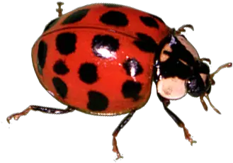 Bugs World Transparent Png Clipart Bug Bugs Png