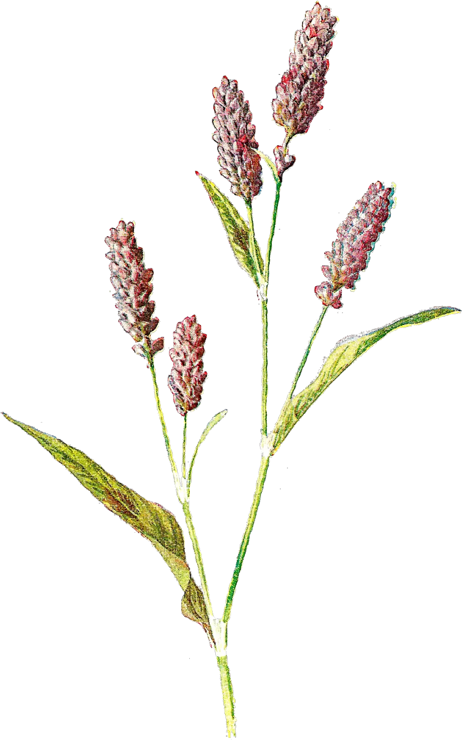 Wild Flowers Png Wildflower