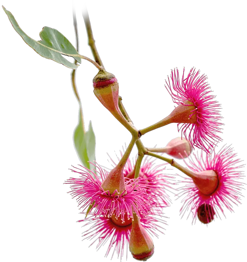 Merry Christmas U0026 Happy New Year Mobius Corymbia Ptychocarpa Png Merry Christmas And Happy New Year Png