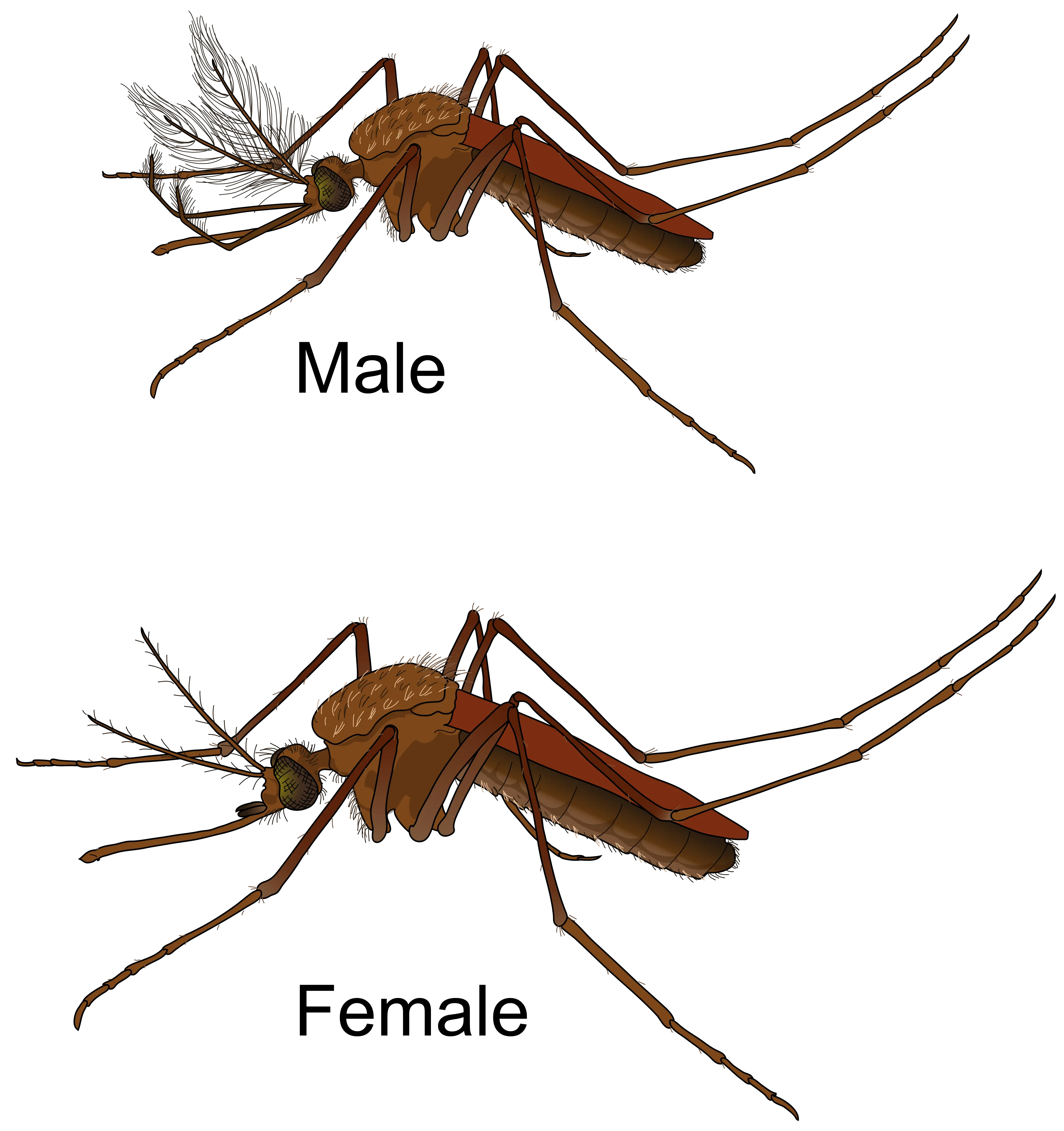 Mosquito Gender En Life Cycle Of Culex Mosquito Png Mosquito Transparent