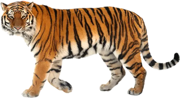 Goweblive Affordable Web Design Siberian Tiger Png Tiger Live Wallpaper Icon