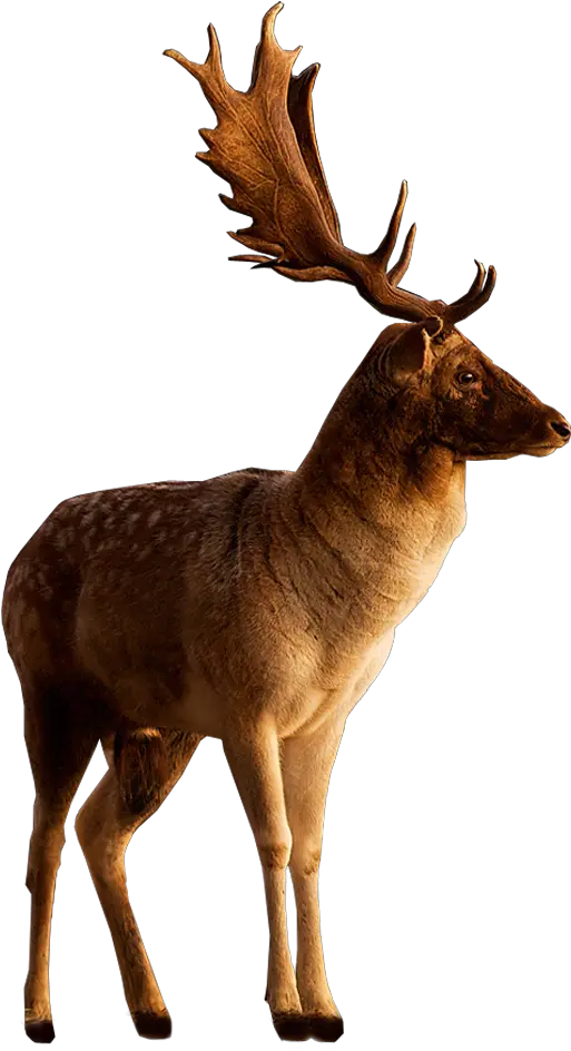 Buck Png 6 Image Transparent Stag Png Buck Png