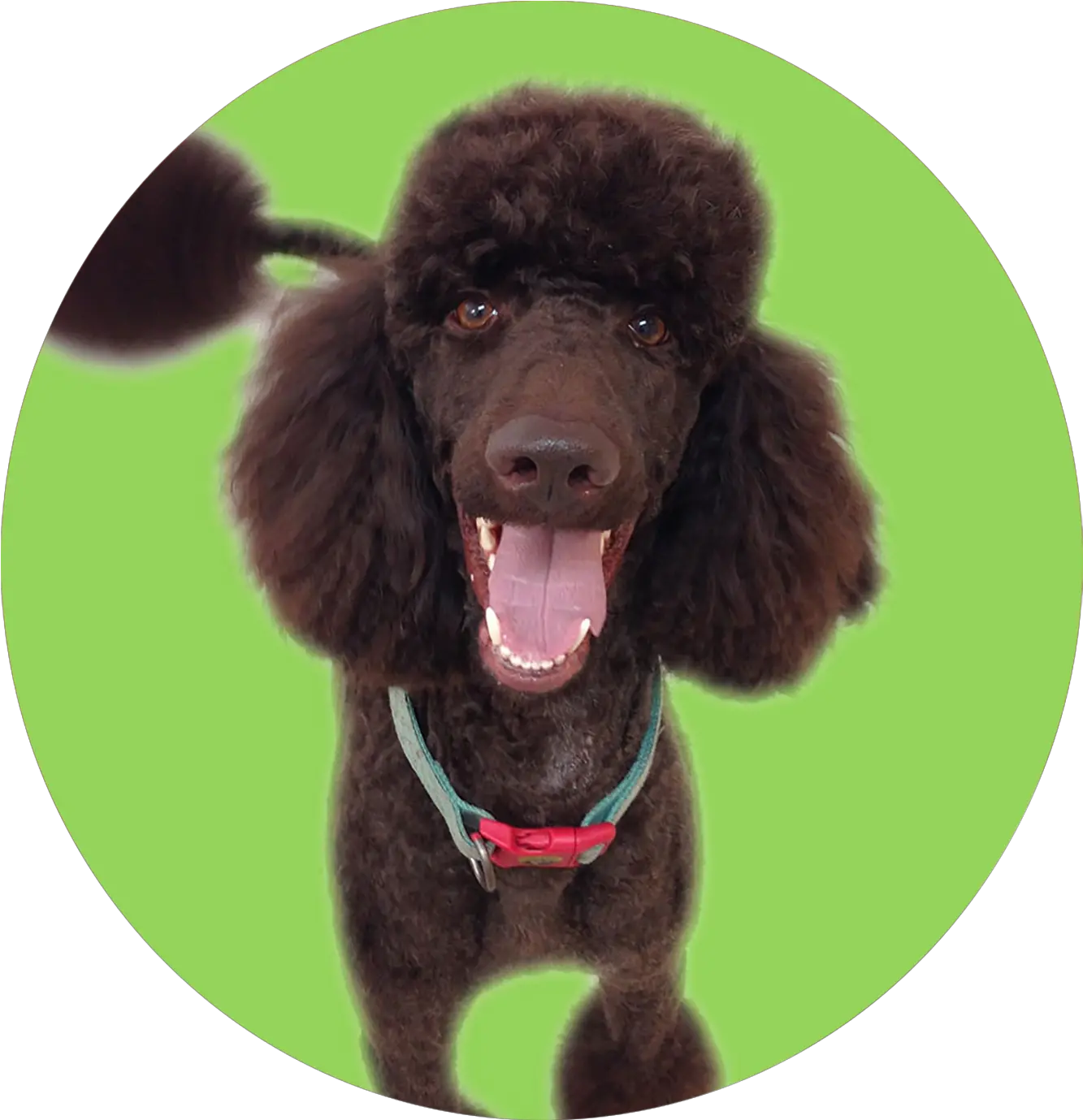 Dog Grooming Standard Poodle Png Poodle Png