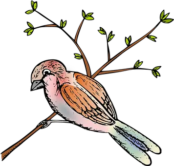 100 Free Sparrow U0026 Bird Illustrations Twig Png Jack Sparrow Icon