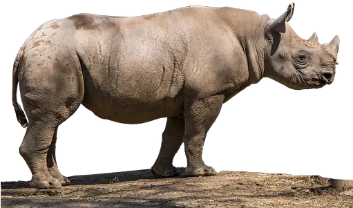 100 Free Rhino U0026 Rhinoceros Illustrations Black Rhinoceros Png Rhino 5 Icon