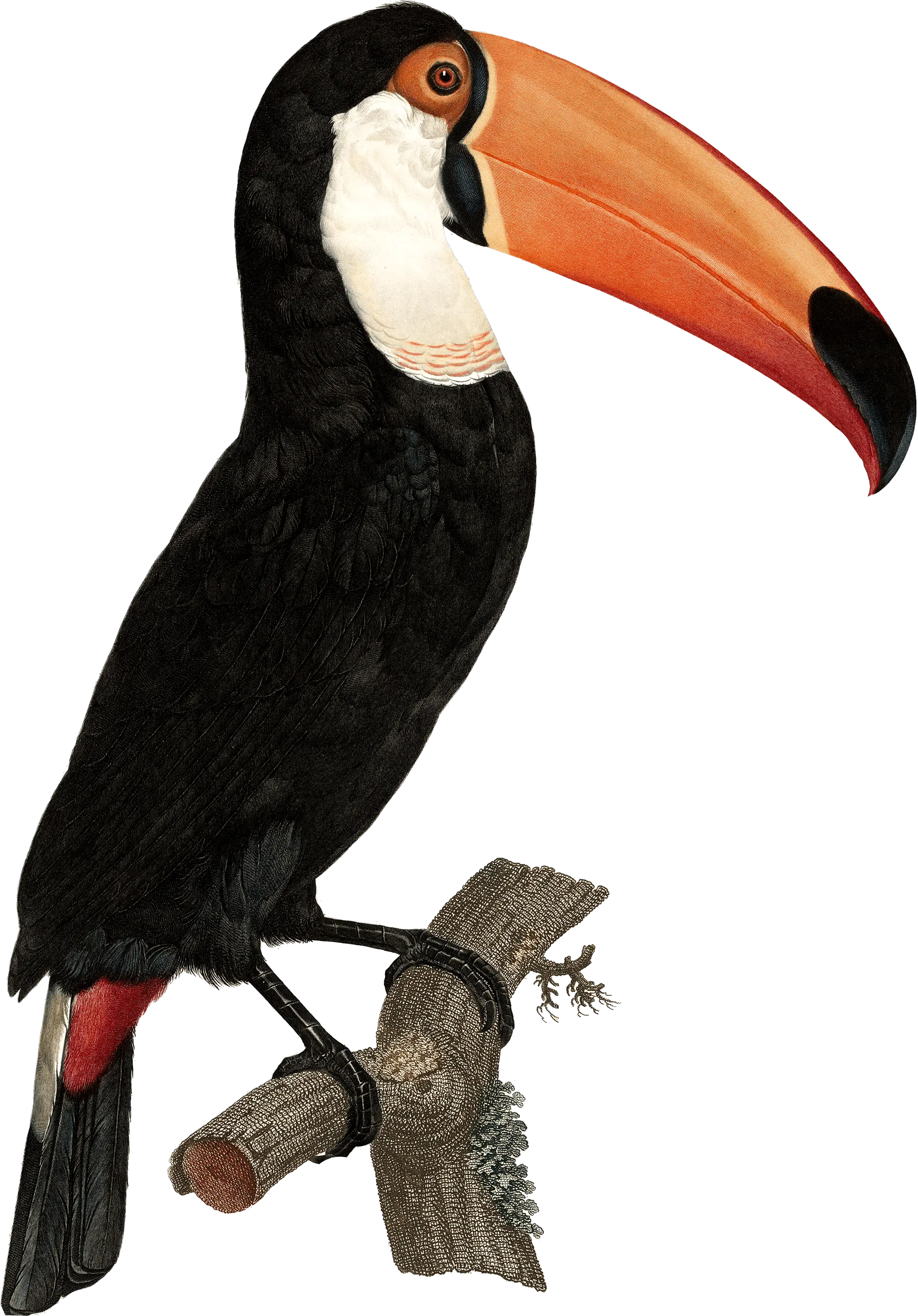 Download Tropical Toucan Png Toucan Vintage Illustration Toucan Png