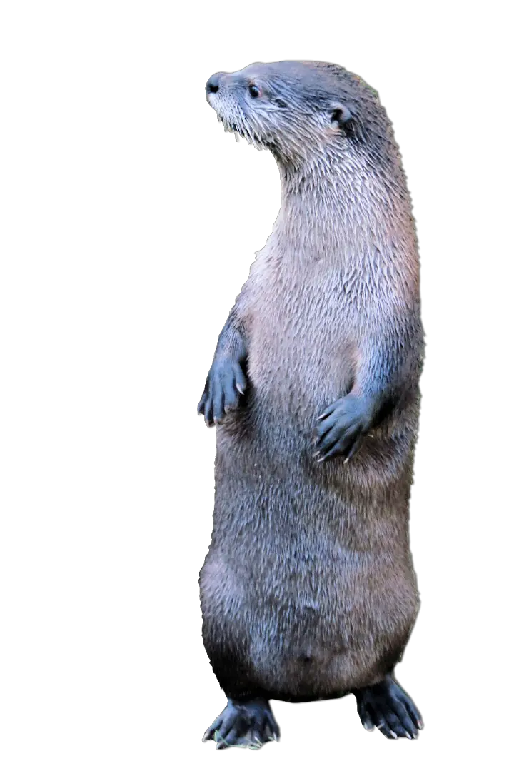 Otter Standing2 Otter Png Otter Png