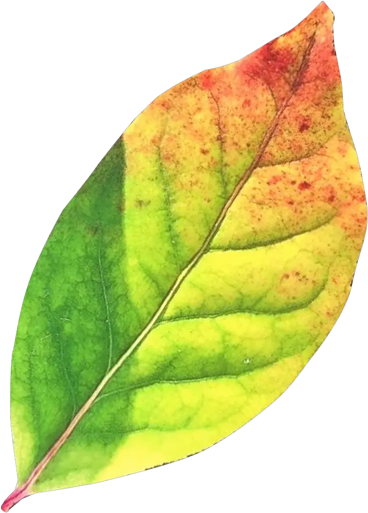 Autumn Leavestransparentpngimagesfreedownload034 Leaf Png Image Autumn Leaf Autumn Leaves Transparent Background