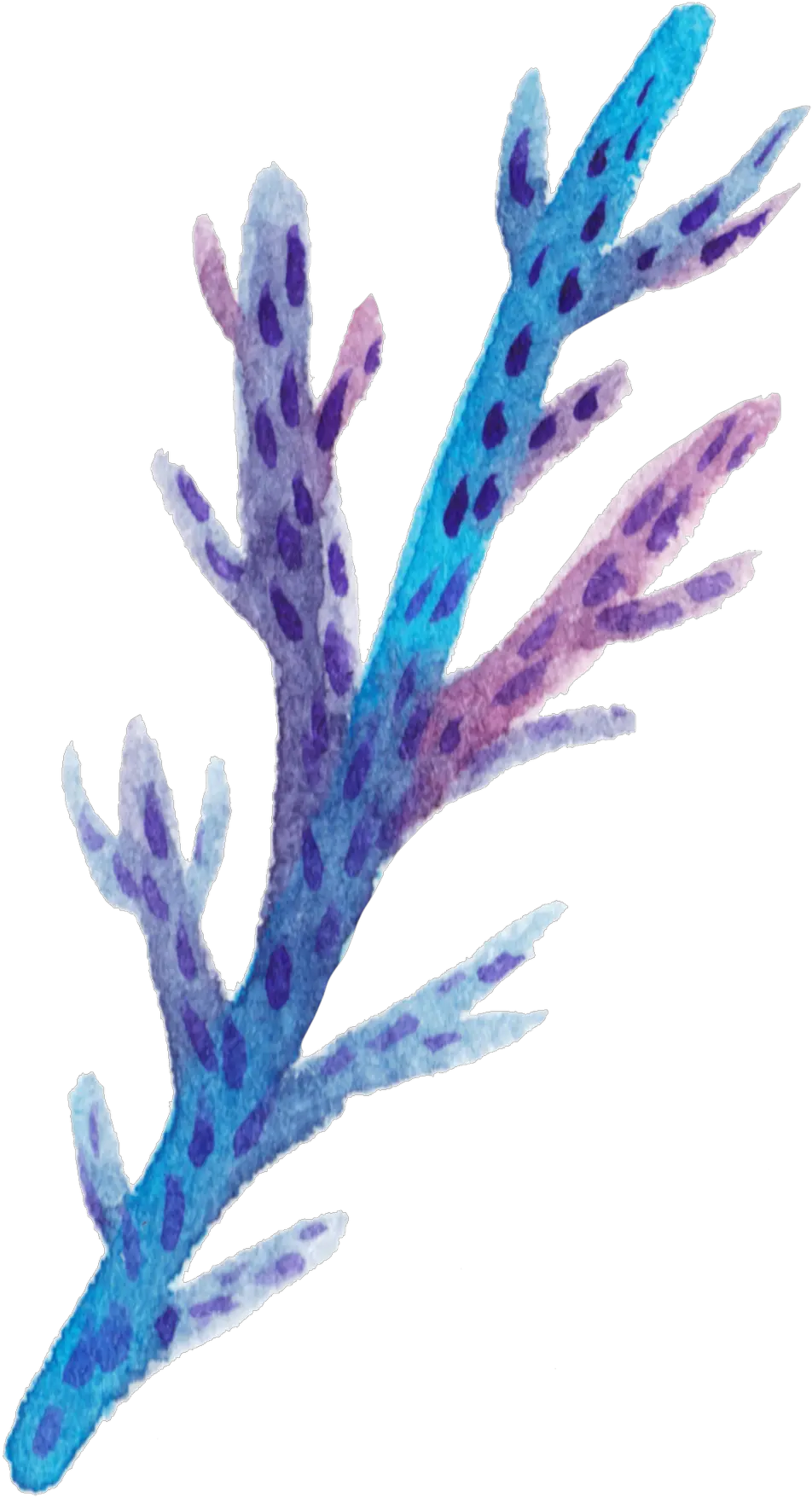Blue Coral Cartoon Transparent Cartoon Coral Transparent Png Coral Transparent