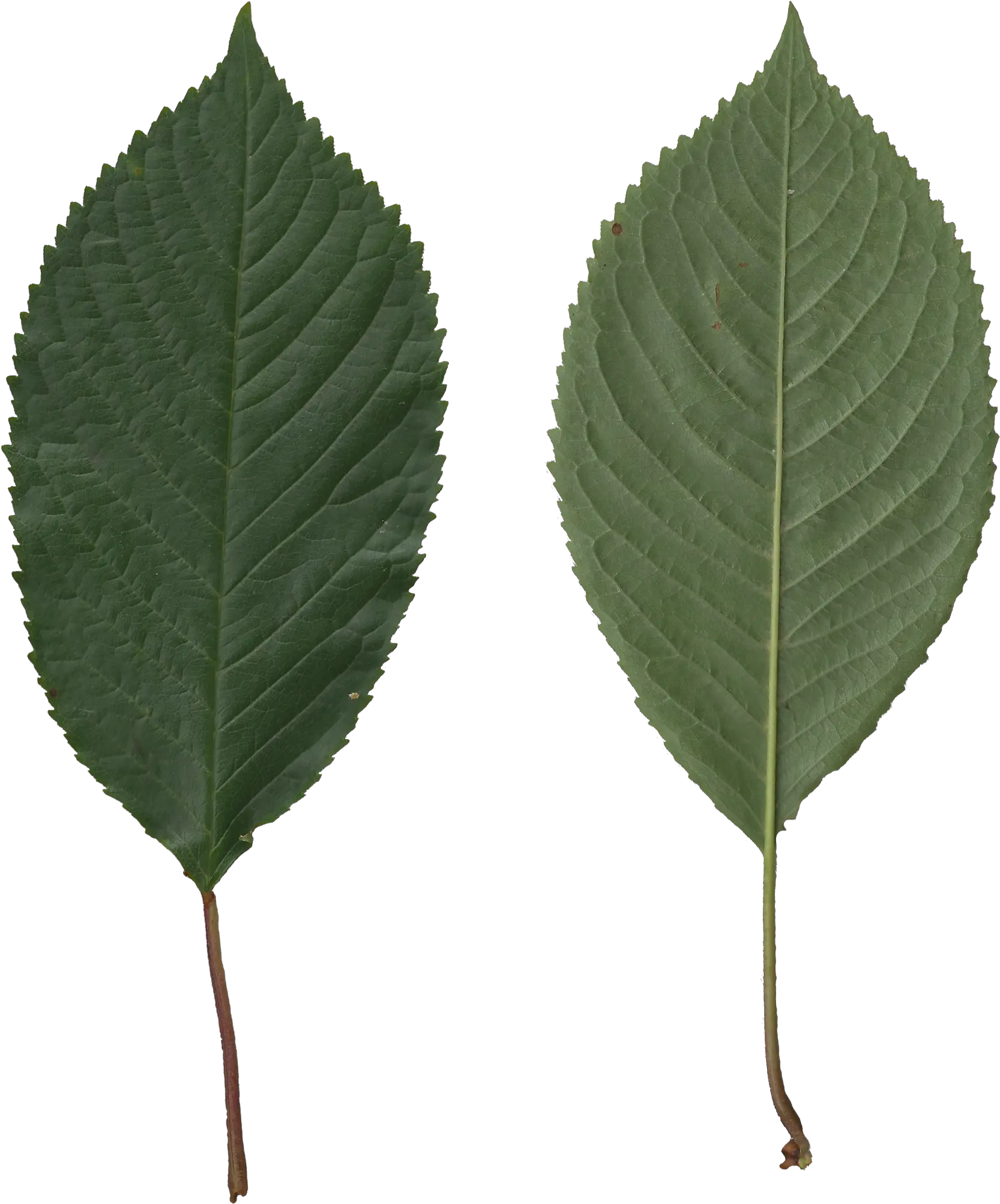 Fileprunus Avium Scanned Leaves Front Rear Sidepng Scanned Leaves Leave Png