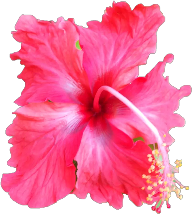 Darshan Of Sri Sarada Devi Hawaiian Hawaiian Hibiscus Png Hibiscus Png