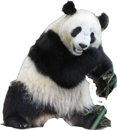 Download Transparent Background Panda Png Panda Transparent Background