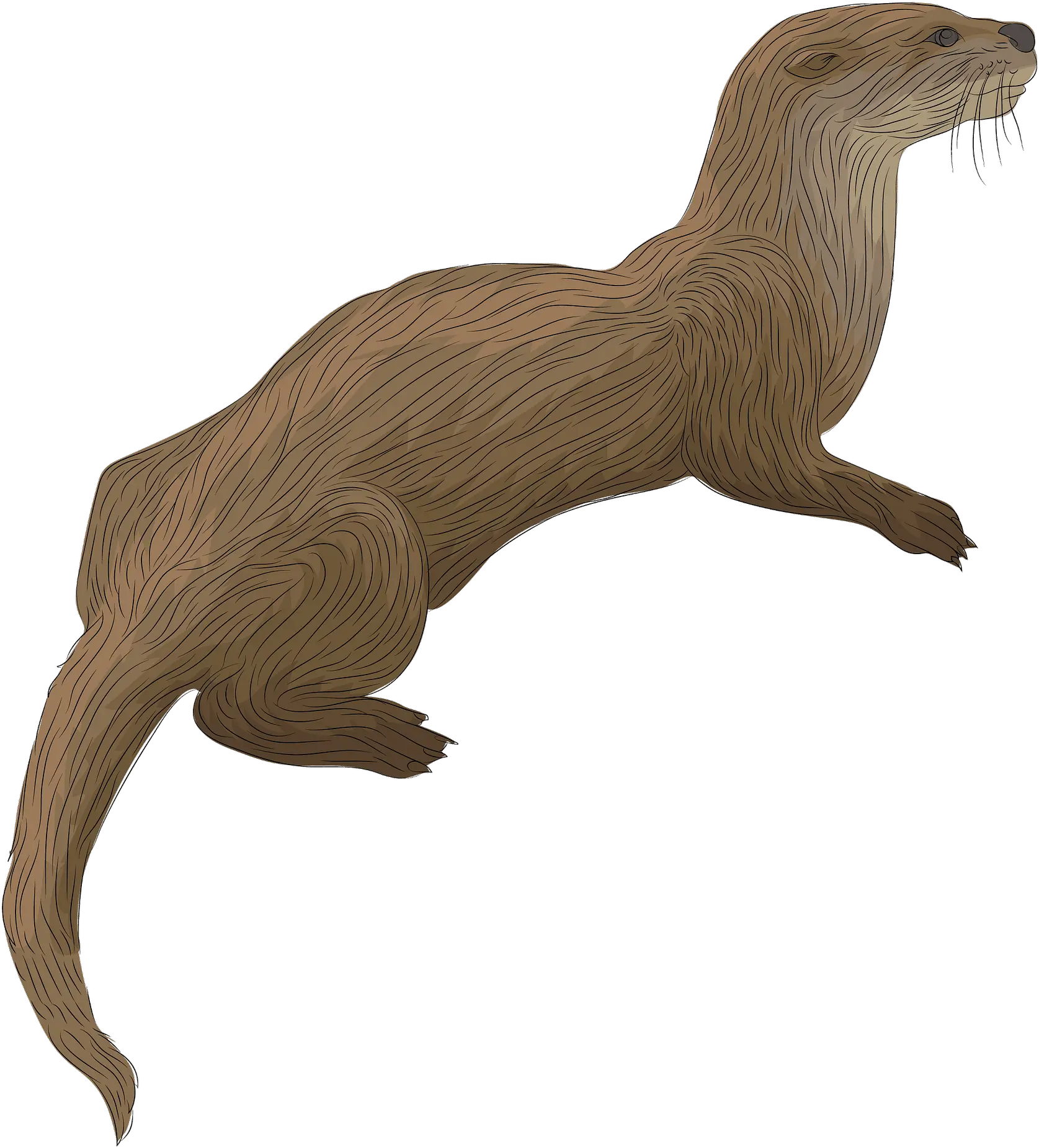 River Otter Clipart Otter Clipart Png Otter Png