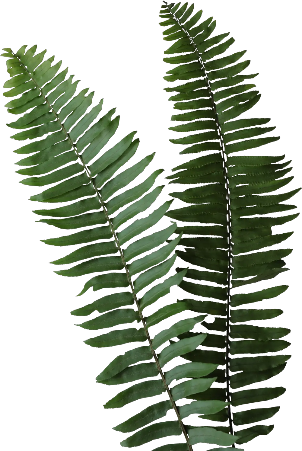 Royle Printing Vertical Png Fern Leaf Png