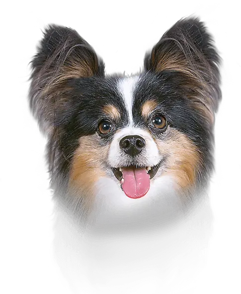 Papillon Dog Ear Canal Breed Face Papillon Dog Ear Png Dog Ears Png