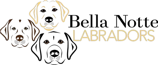 English Labrador Retrievers Language Png Yellow Lab Icon Png