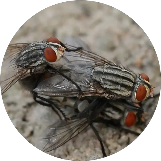 Download Flies Are Adapted For Aerial Movement And Typically Flies Mating Png Flies Png