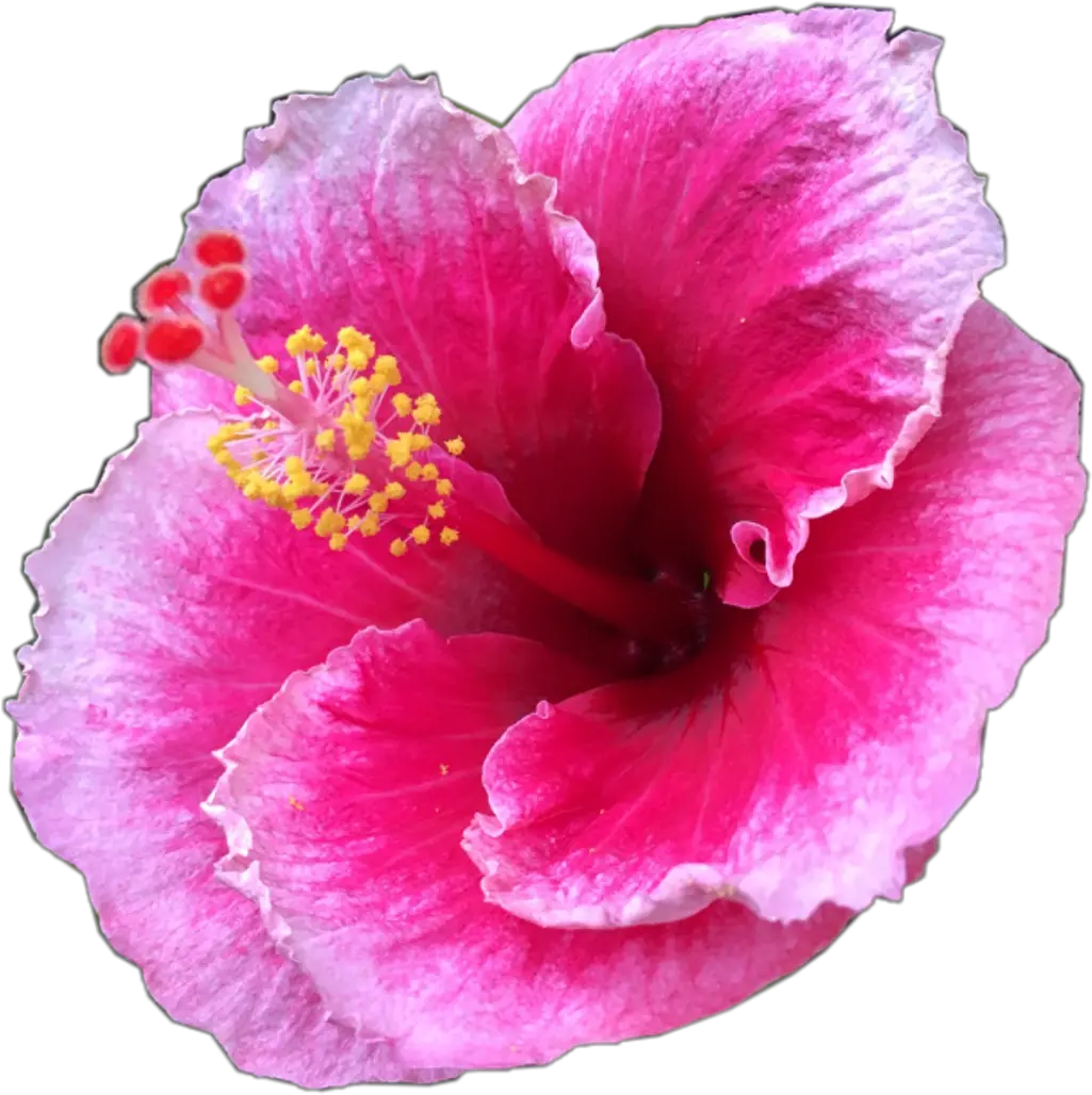 Pretty Pink Tropical Flower Tropicalflower Summer Flower Png Hibiscus Png