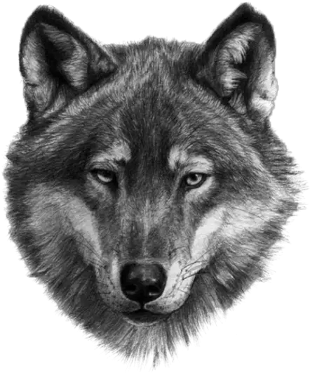 White Wolf Png Wolf Turan Ülkeleri 20868 Vippng Wolf Face White Wolf Png