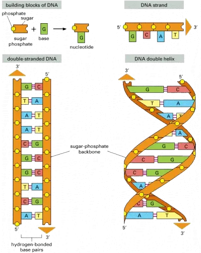 This Is A Picture Or The Monomers Of Nucleic Acids Dna Dna Strand Sugar And Phosphate Png Dna Strand Png