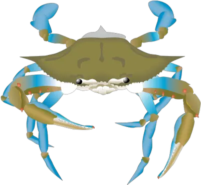 Clipart Info Ciclo Reproductivo Del Cangrejo Png Blue Crab Png