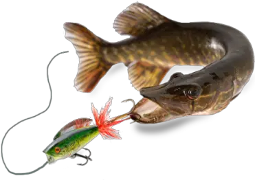 Lure Png And Vectors For Free Download Pike Png Fishing Lure Png