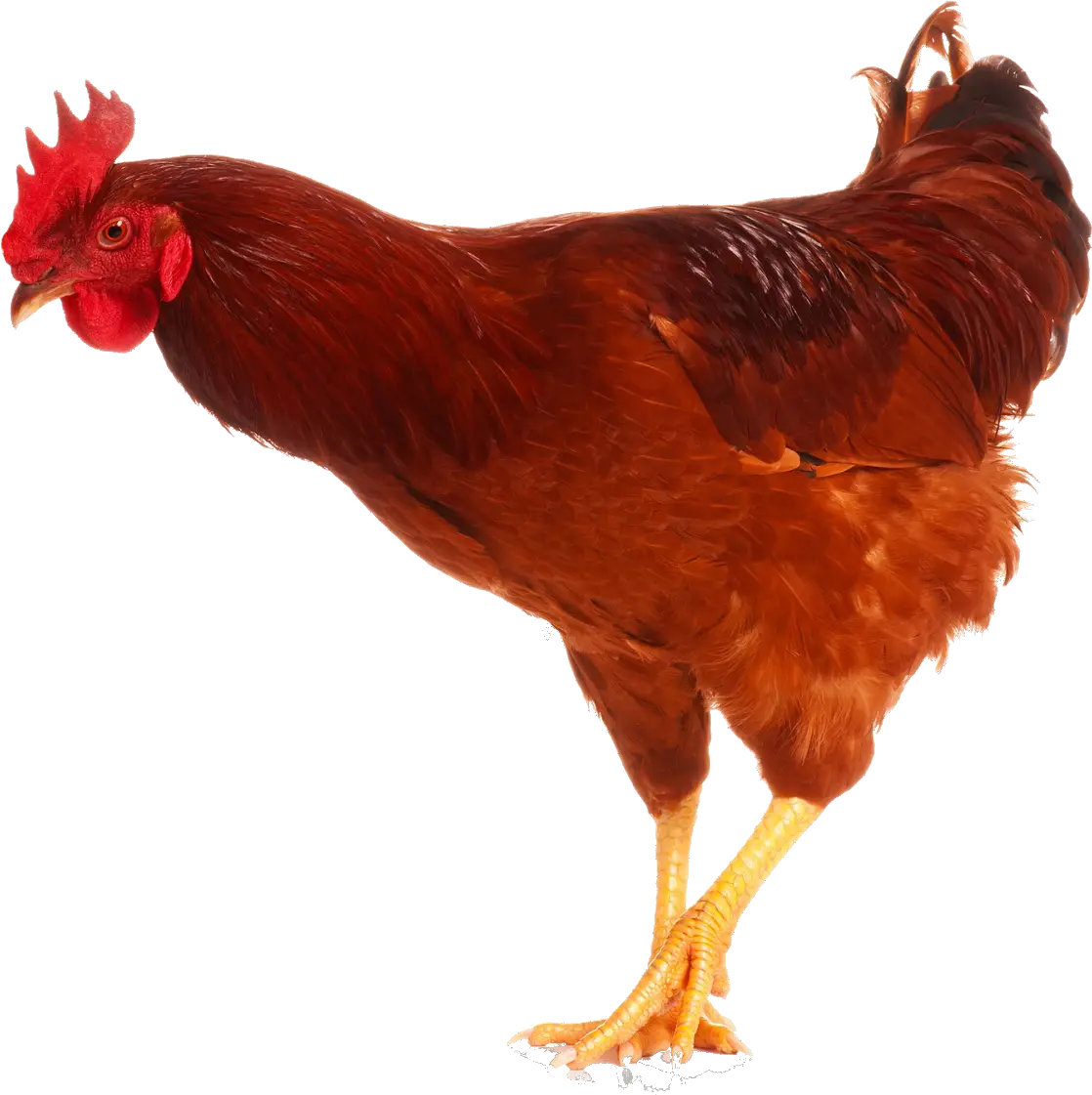 Cock Png Chicken With Prosthetic Leg Rooster Png
