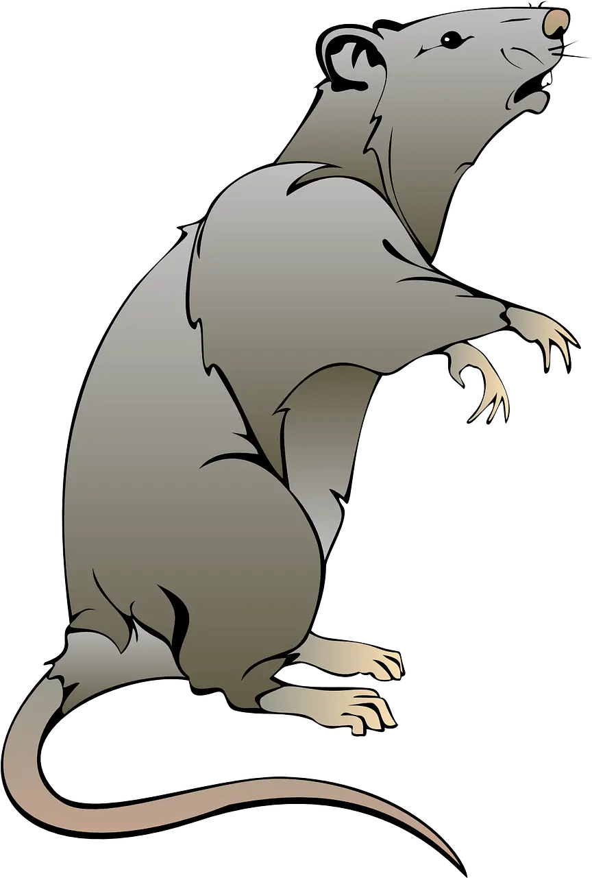 Rat Mouse Clip Art Rat Clipart Png Rat Transparent