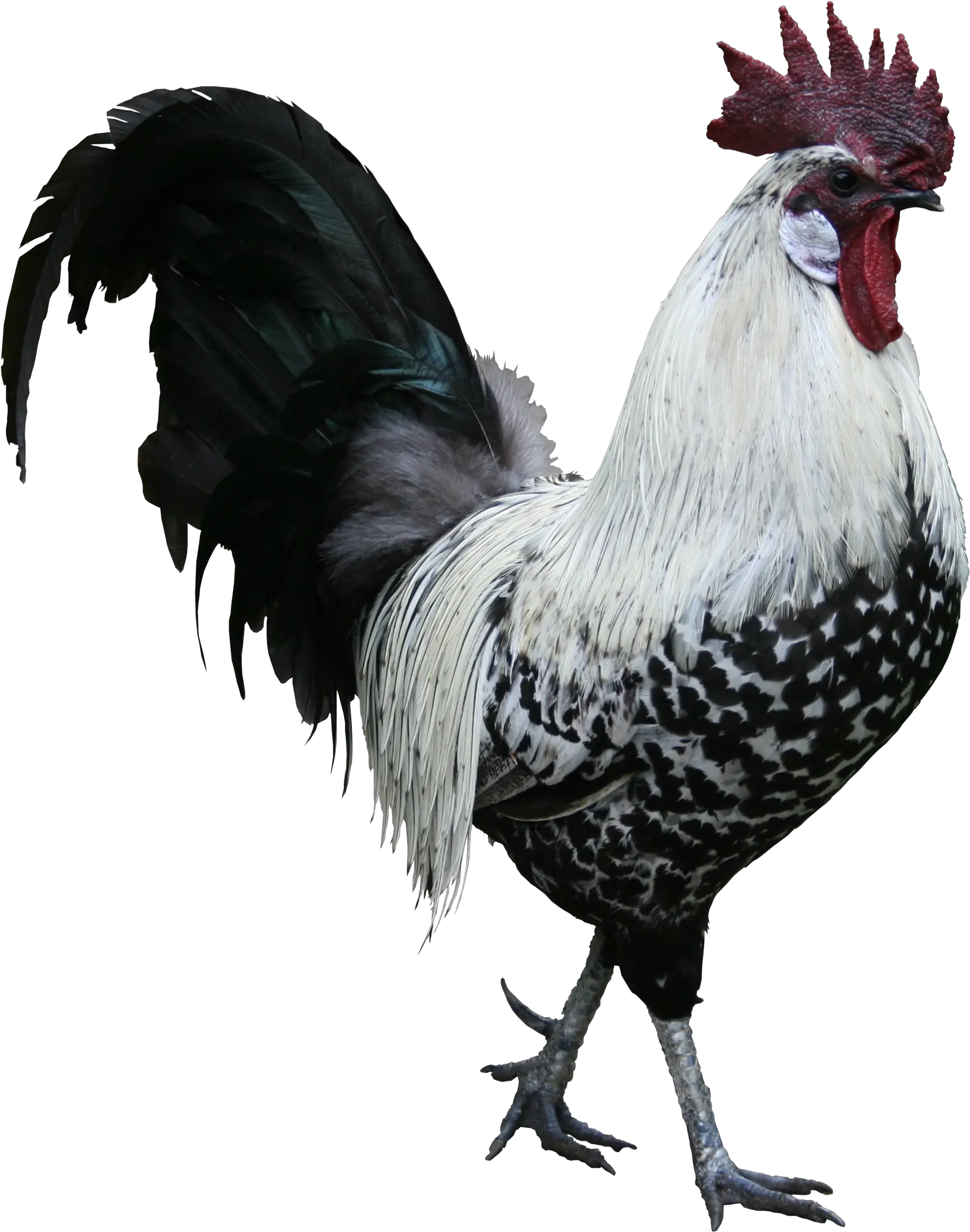 Png Image Transparent Background Transparent Rooster Png Rooster Png