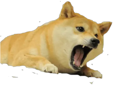 Png Collection Of Free Transparent Doge Transparent Background Angry Doge Png Doge Png