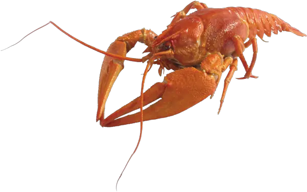 Lobster Png Free Download 6