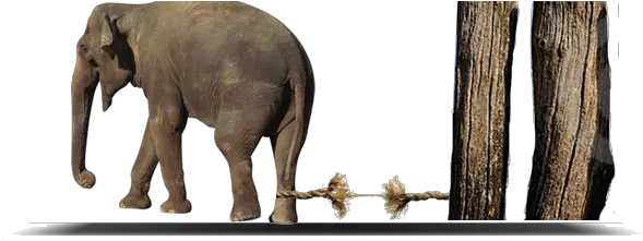 The Elephant And Rope Olifant Vast Aan Touw Png Rope Png