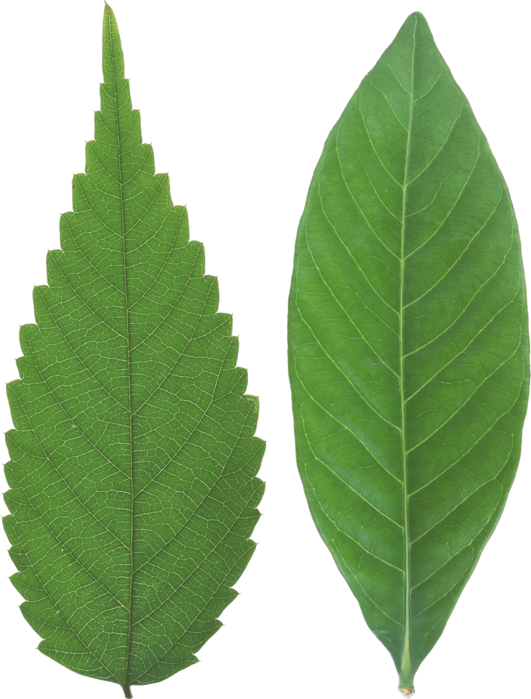 Clipart Leaves Leaf Vein Leaf Png Vein Png