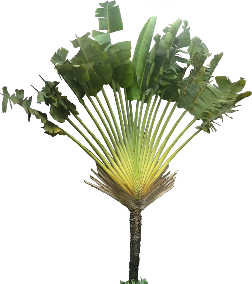 Ravenala03lpng 883993 Plants Plant Images Trees To Ravenala Madagascariensis Shrub Transparent Background