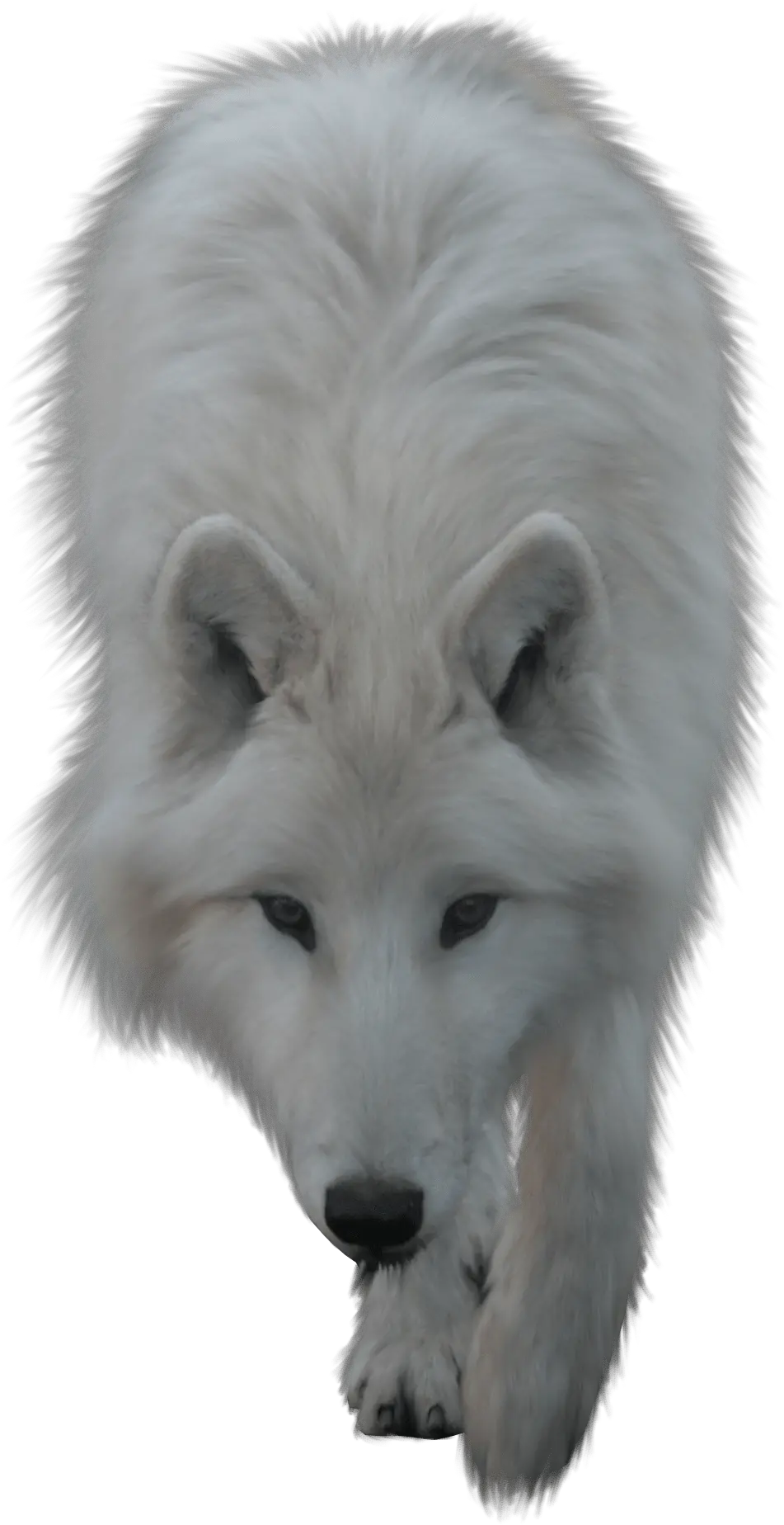 Wolves Png 6 Image White Wolf Transparent Background Wolves Png