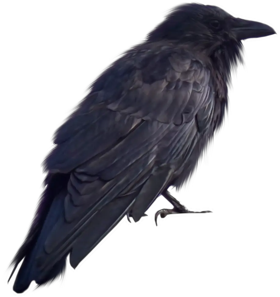 Download Crow Png Transparent 193 Crow Images For Photoshop Crow Png