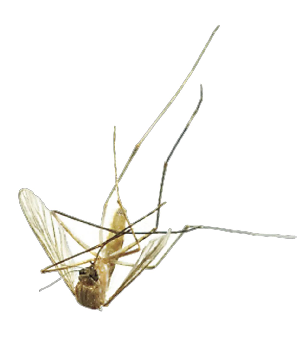 Mosquito Png Image Transparent Dead Mosquito Mosquito Transparent