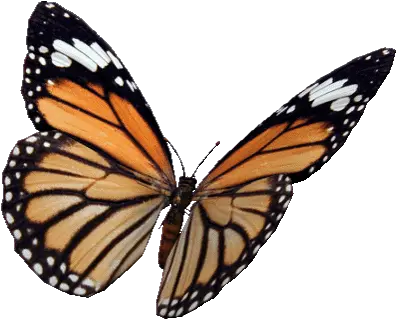 Top Flying Butterfly Stickers For Butterfly Flapping Wings Gif Png Butterfly Gif Transparent