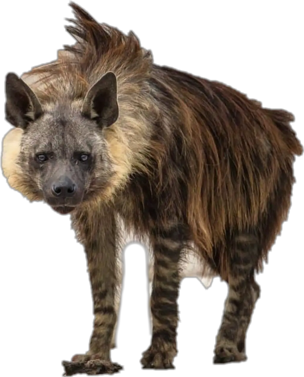 Download Report Abuse Png Hyena