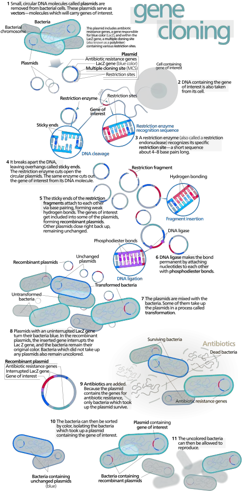 Why Are Bacteria Used In Recombinant Dna Technology Pediaacom Molecular Biology Gene Visual Png Bacteria Transparent